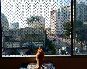 Redes de Proteção para Gatos